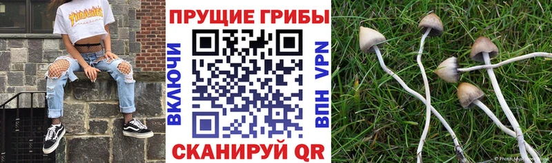 Купить закладки  Пудож  Галлюциногенные грибы мицелий 